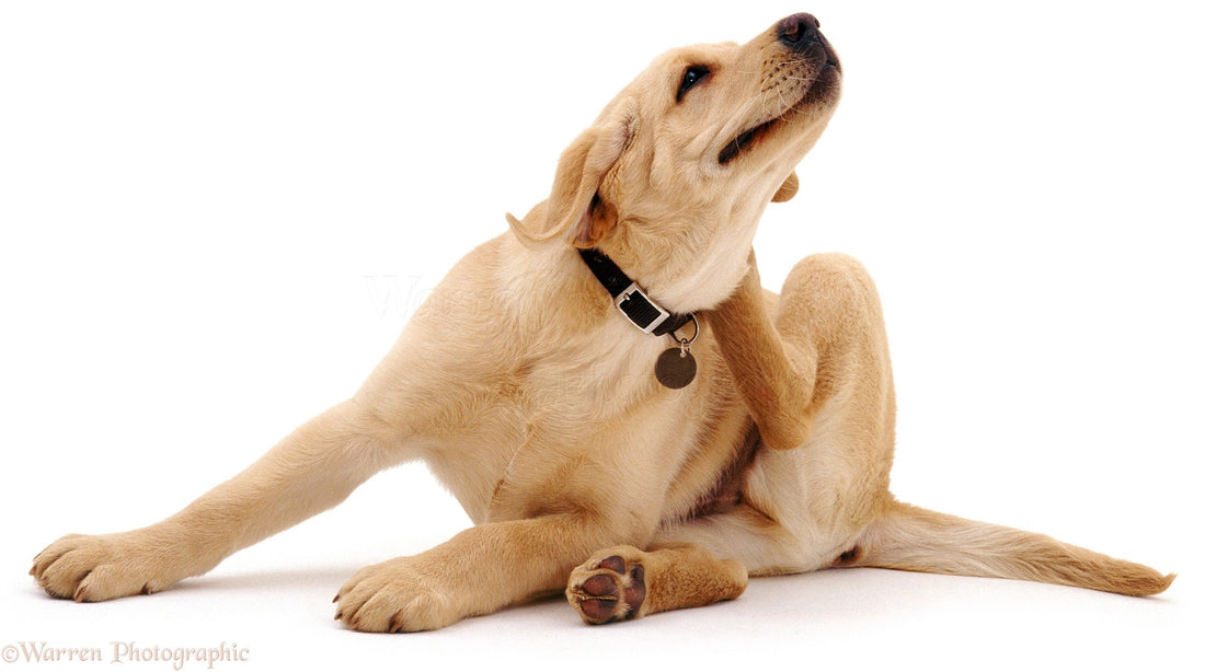 Drug Allergy in Dogs