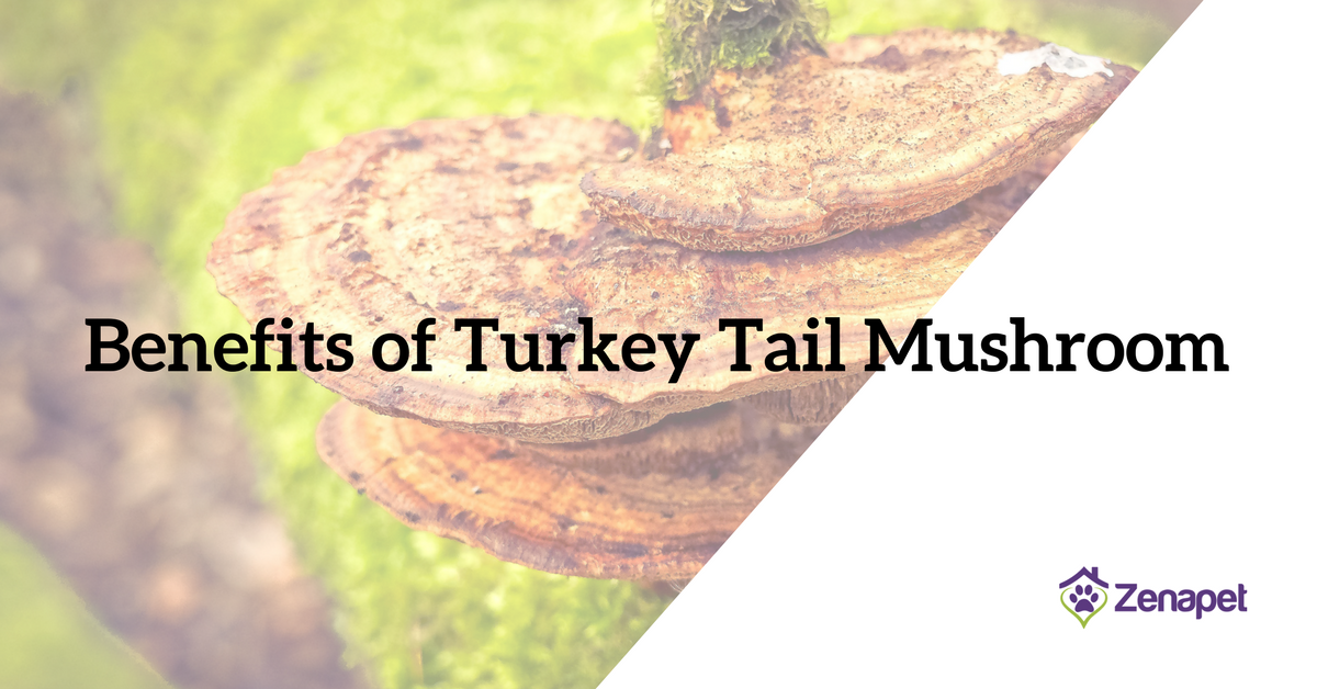 Turkey tail mushroom sales benefits for dogs