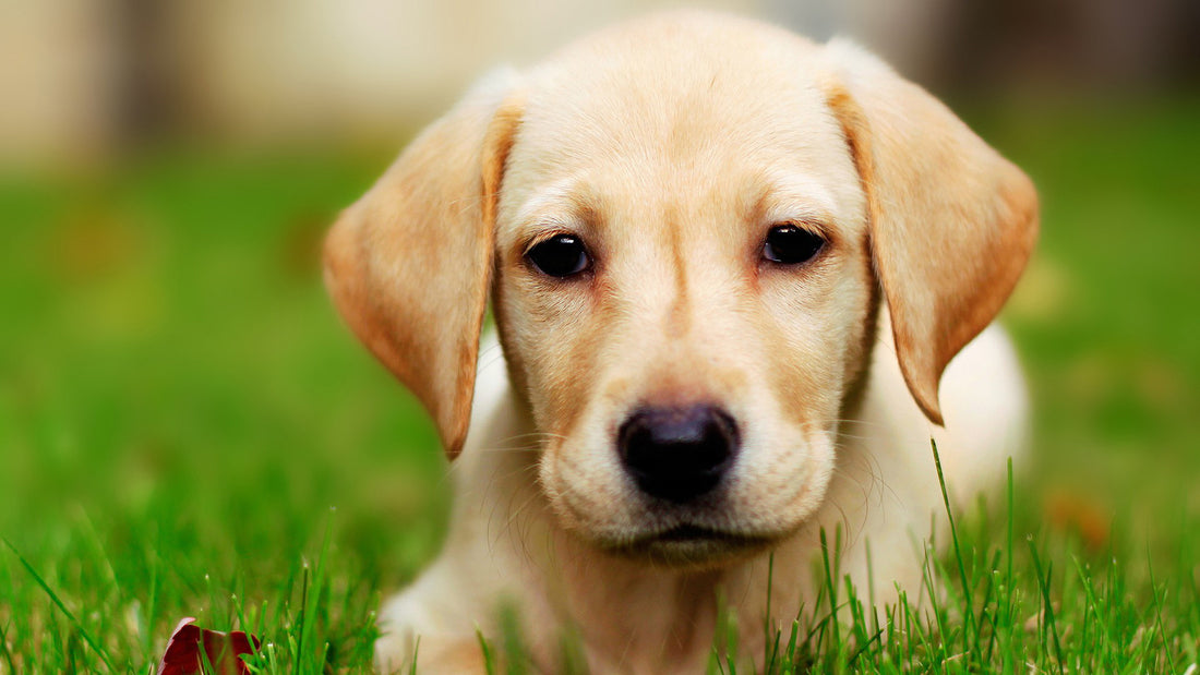 Cleansing your Dog’s Body Gently