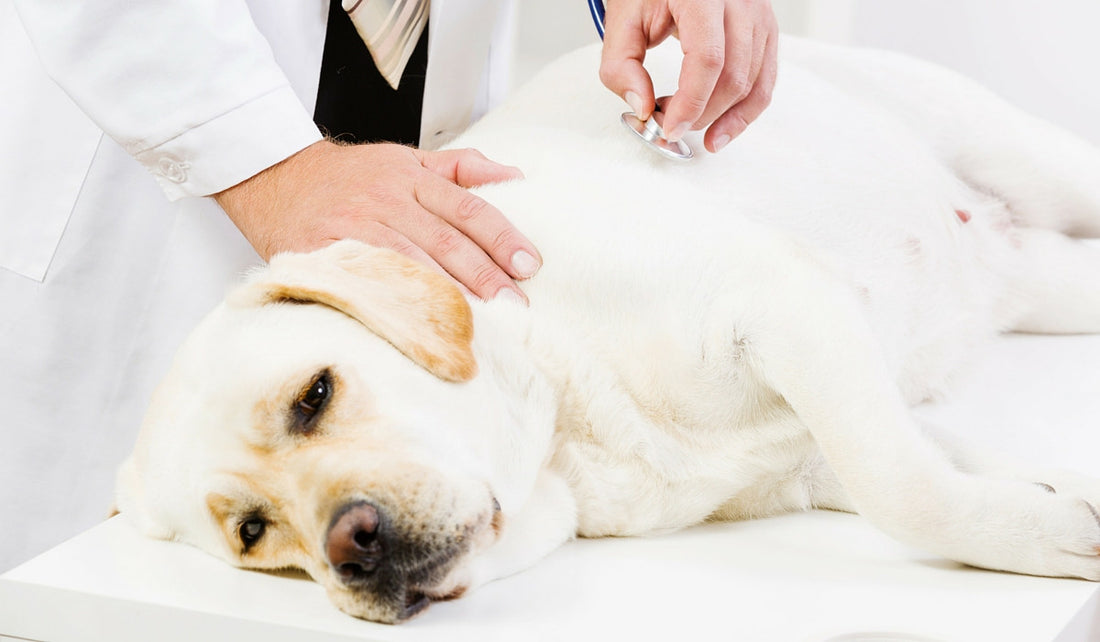 What Exactly Is "Bloat" in a Dog?