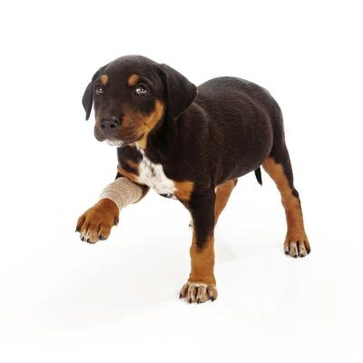 Is Your Dog Always Holding His Leg Up? Here's Probably The Reason Why
