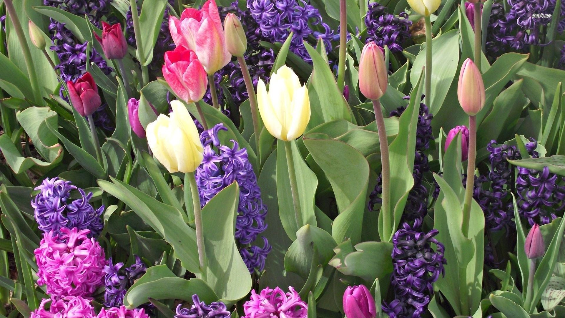 Tulips and Hyacinths