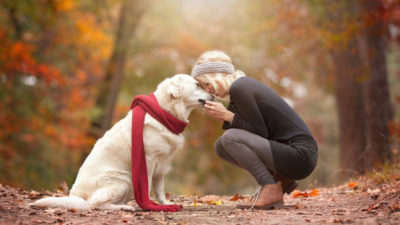 5 Do-It-Yourself Pet Care Tasks Without Having To Go To Your Veterinarian