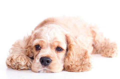 Anemia In Dogs