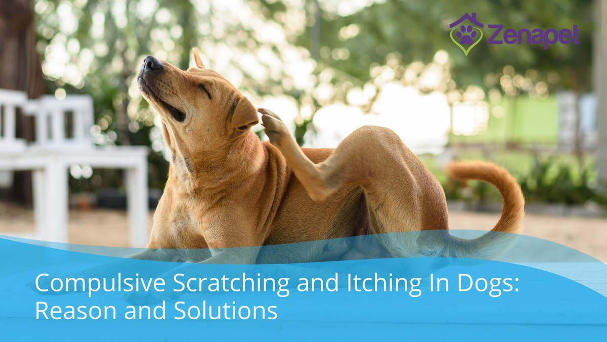 Compulsive Scatching Reasons and Solutions to Compulsive Scratching & Itching in Dogs – Zenapet