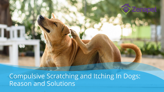 Compulsive Scratching and Itching in Dogs: Reasons and Solutions
