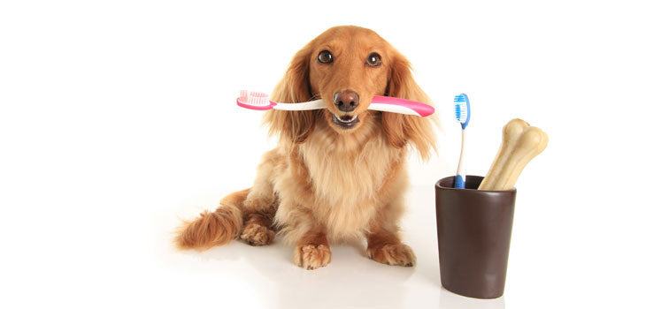 The Importance Of Dog’s Dental Care