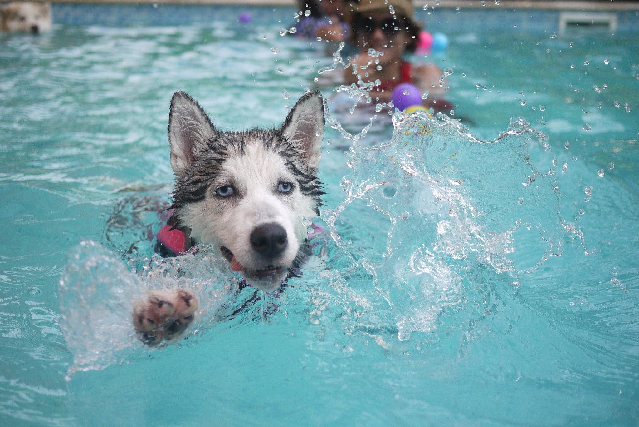 dog swimming in the pool