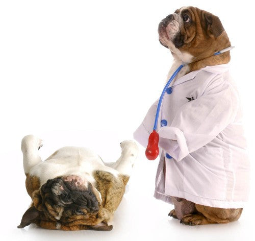 5 Subtle Signs of Pain in Your Dog That You Are Probably Missing