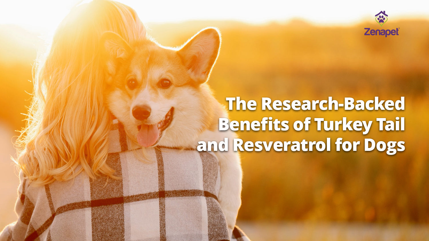 The Research-Backed Benefits of Turkey Tail Mushroom and Resveratrol for Dogs
