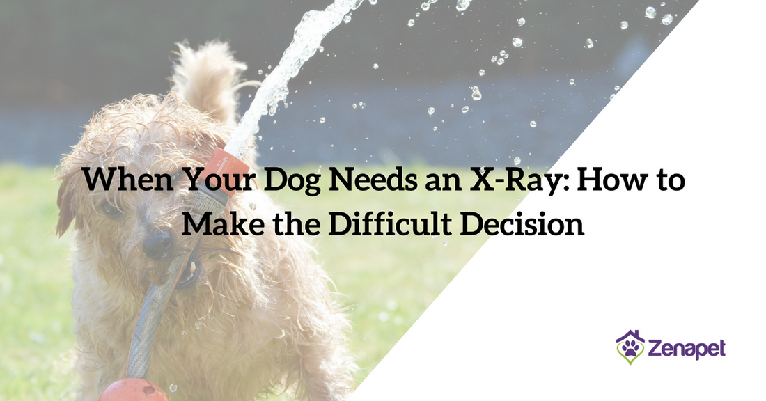 When Your Dog Needs an X-Ray: How to Make the Difficult Decision