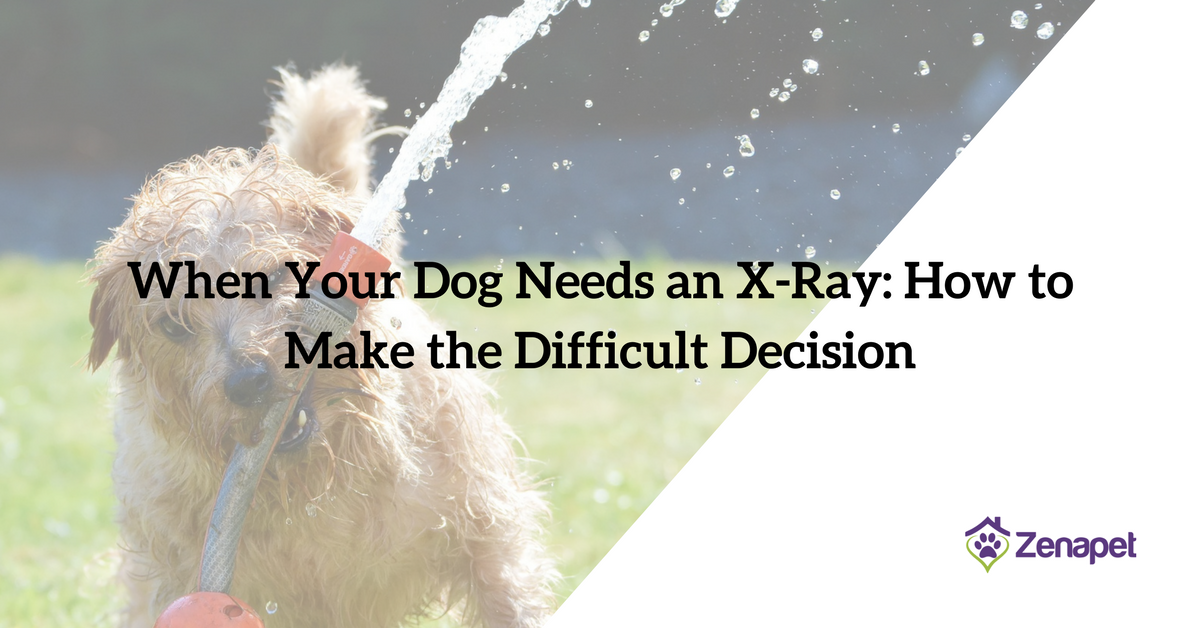 When Your Dog Needs an X-Ray: How to Make the Difficult Decision