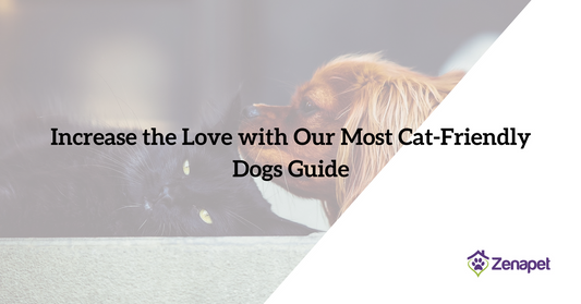 Increase the Love with Our Most Cat-Friendly Dogs Guide