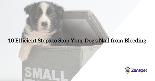 10 Efficient Steps to Stop Your Dog’s Nail from Bleeding