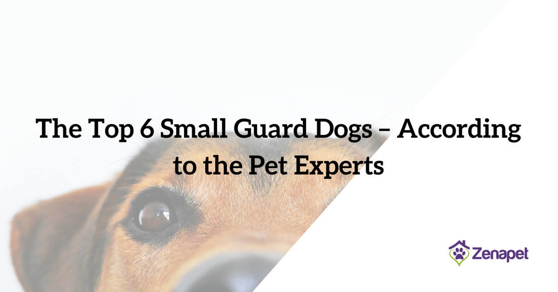 The Top 6 Small Guard Dogs – According to the Pet Experts