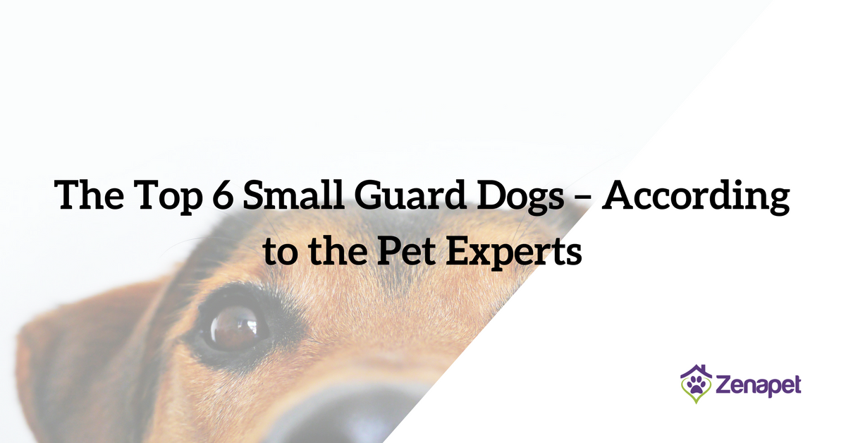 The Top 6 Small Guard Dogs – According to the Pet Experts