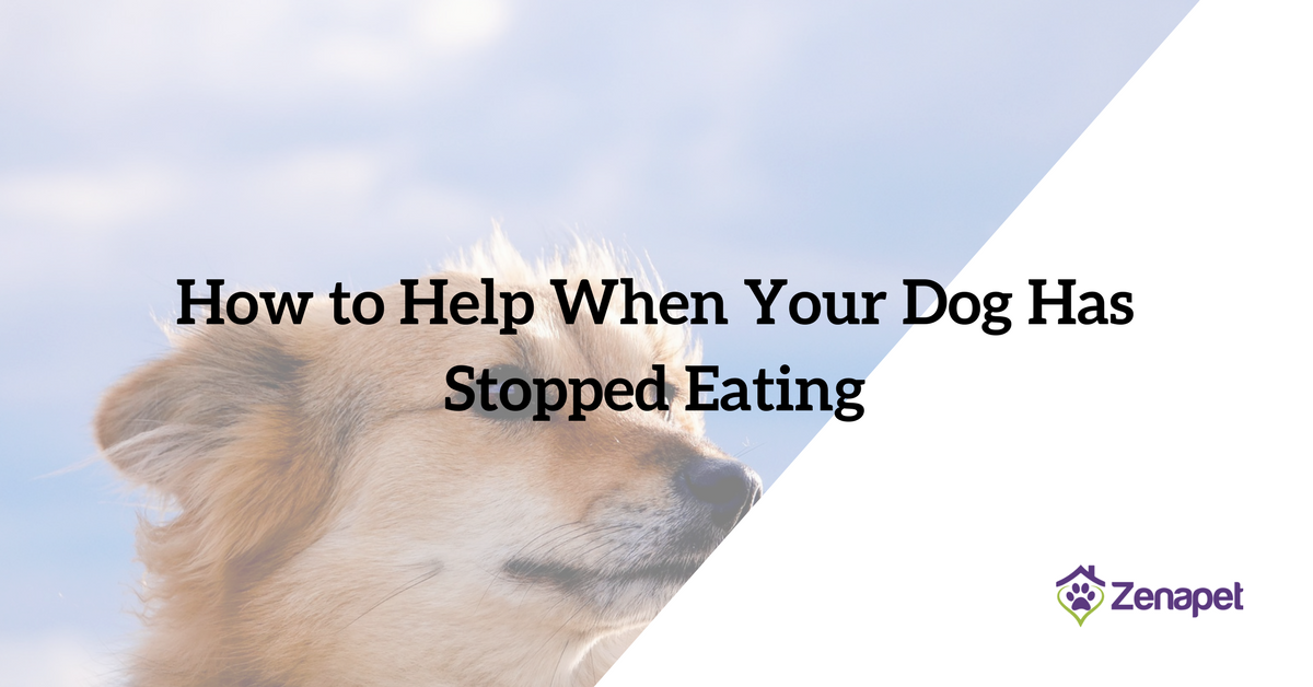 How to Help When Your Dog Has Stopped Eating