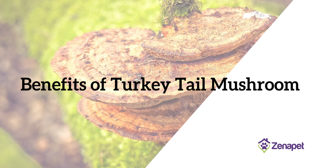 Benefits of Turkey Tail Mushroom Powder for Your Dog (And Why You Need to Know!)