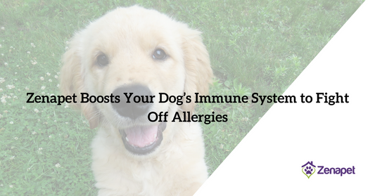 Zenapet Boosts Your Dog’s Immune System to Fight Off Allergies