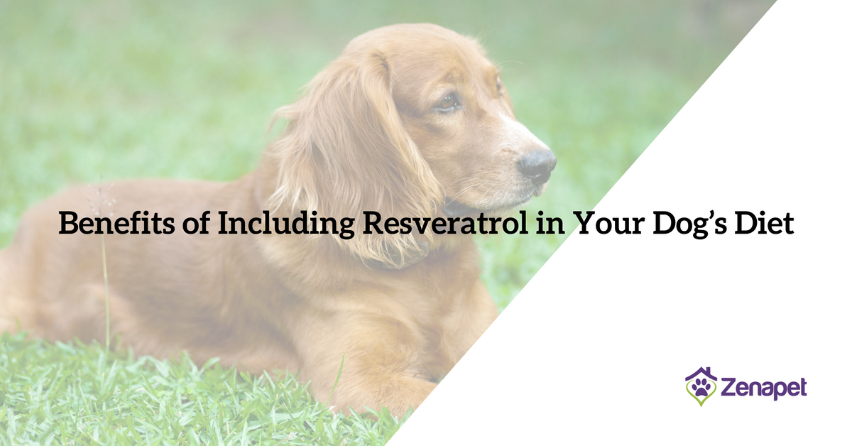 Resveratrol Benefits of Including in your Dog’s Diet Zenapet