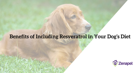 Benefits of Including Resveratrol in Your Dog’s Diet
