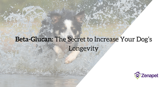 Beta-Glucan: The Secret to Increasing Your Dog’s Longevity