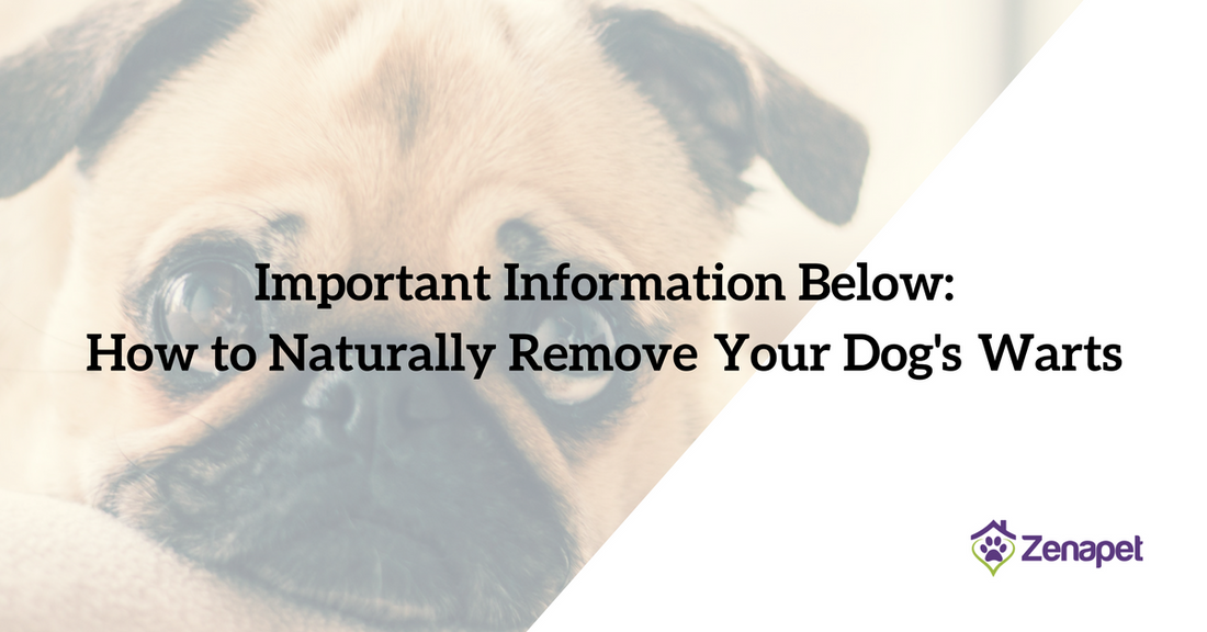 How to Naturally Remove Your Dog's Warts