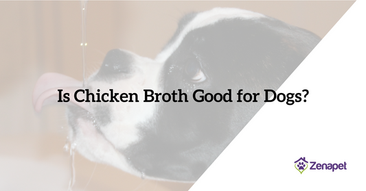 Is Chicken Broth Good for Dogs? (Finally, the Truth Revealed!)