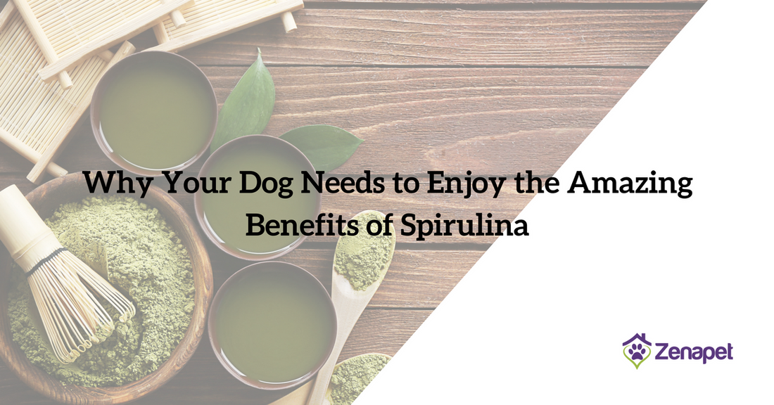 Why Your Dog Needs to Enjoy the Amazing Benefits of Spirulina