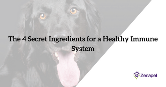 The Four (Not So) Secret Ingredients for a Healthy Immune System