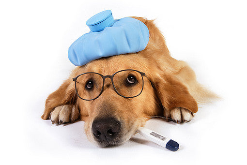 Doggy Diarrhea