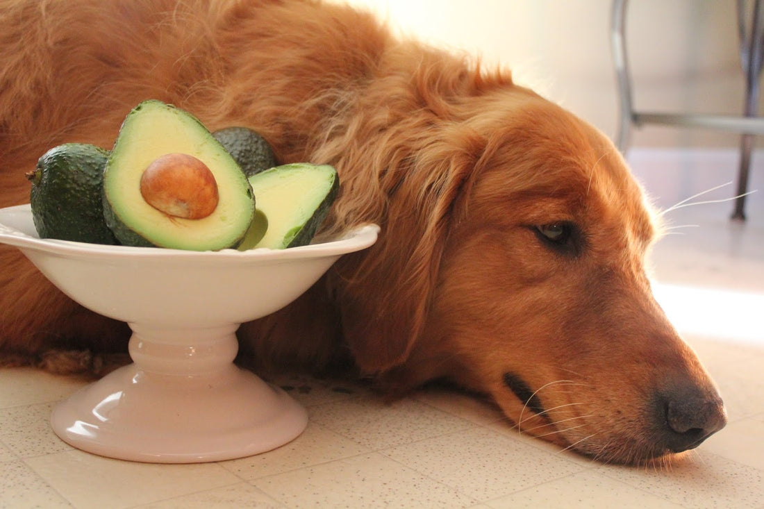 8 Foods That Could Potentially Kill Your Dog
