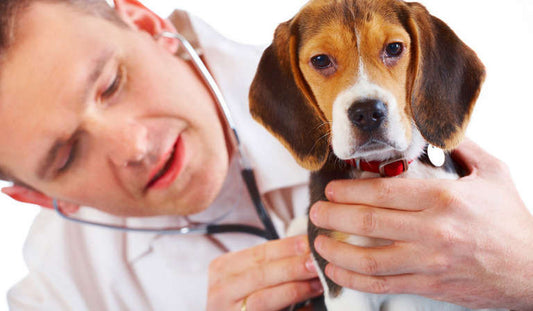 Top 3 Serious Pet Diseases