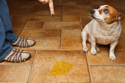 2 Types Of Incontinence In Pets