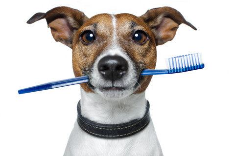 How To Keep Your Dog's Mouth Healthy