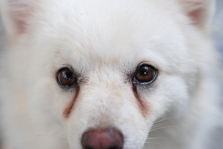What You Need To Know About  Your Pet's Unsightly Tear Stains