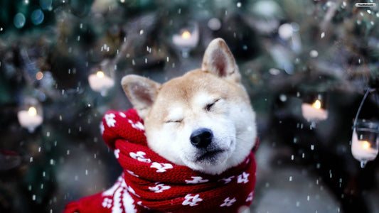 Cold Weather Tips For Pet Owners