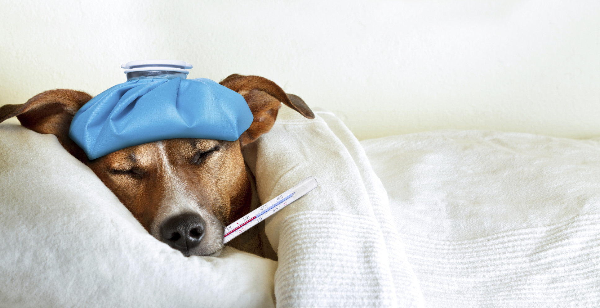 8 Minor Pet Emergencies and How To Treat Them At Home
