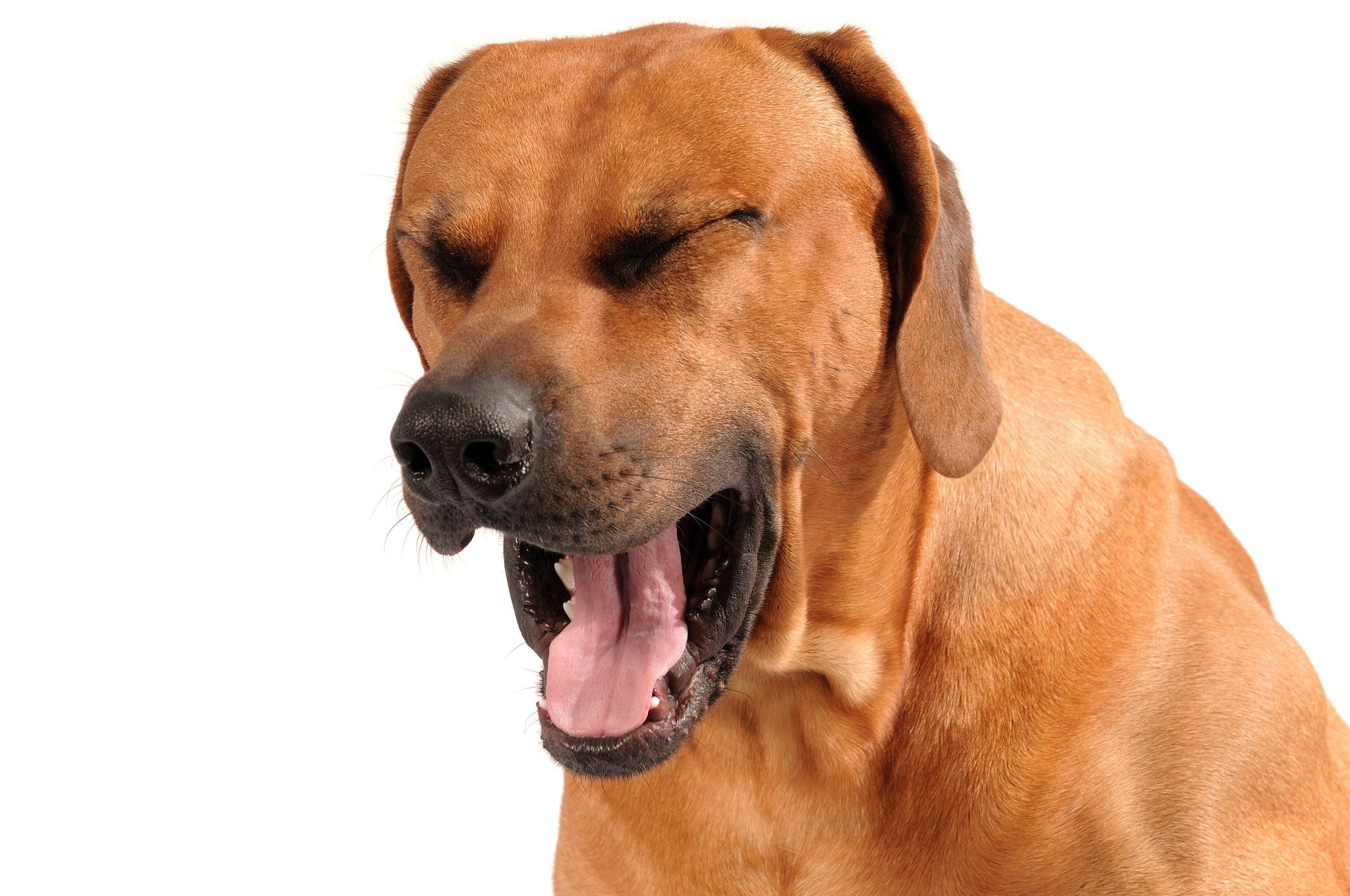Coughing: A Harmless Symptoms That May Be Related To Deadly Disease