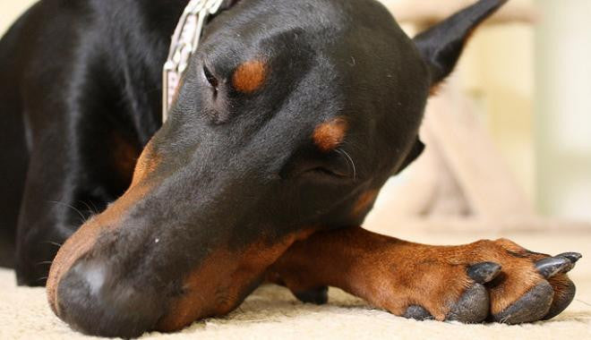 Large or Giant Dogs' Foe