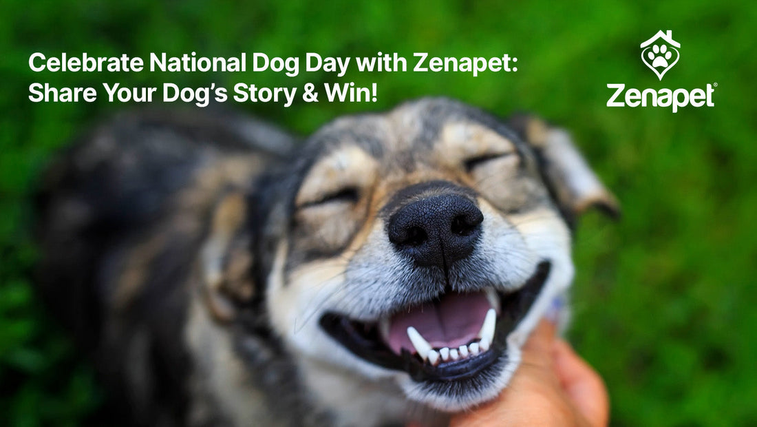 Celebrate National Dog Day with Zenapet: Share Your Dog’s Story & Win!