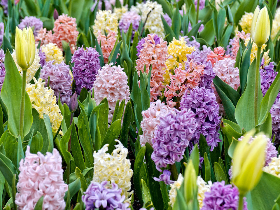 Poisonous Indoor And Outdoor Plants For Dogs