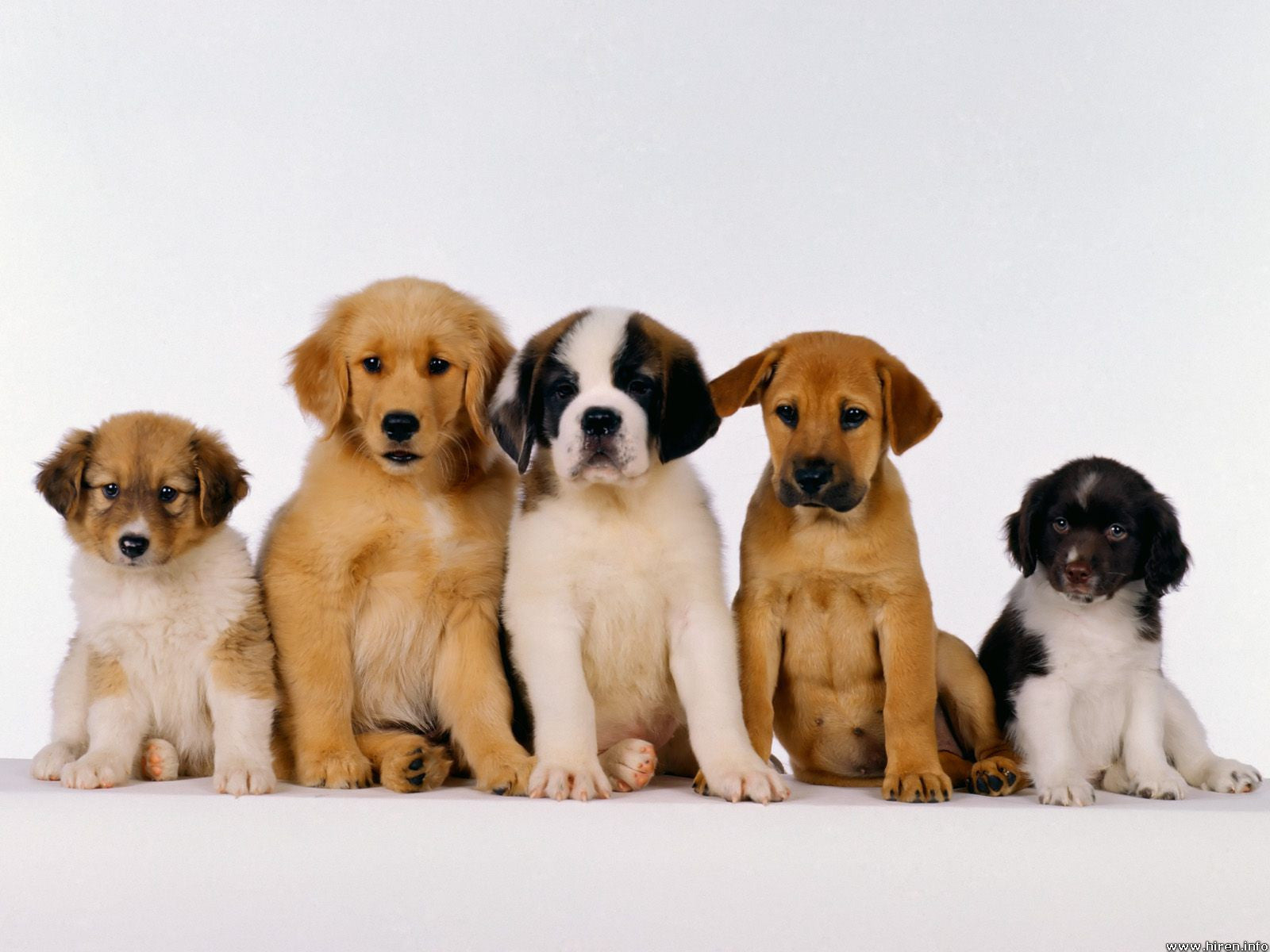 Caring for Your Puppy