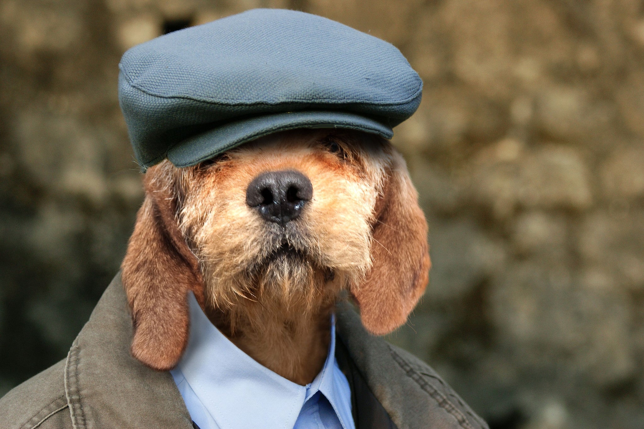 6 Ways Your Dog's Behavior May Change As He/She Gets Older