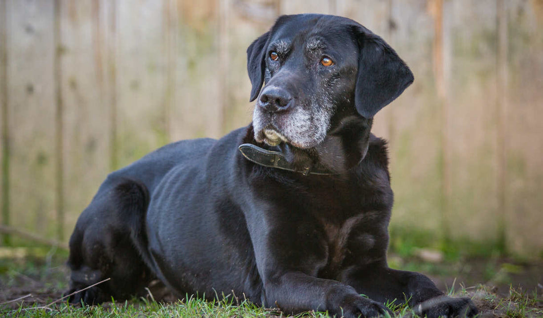 Common Health Problems Of Senior Dogs And How To Avoid Them