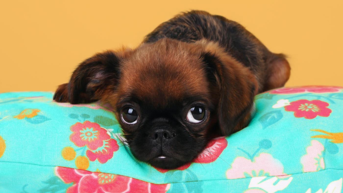 5 Common Health Problems That Affect Small Breed Dogs