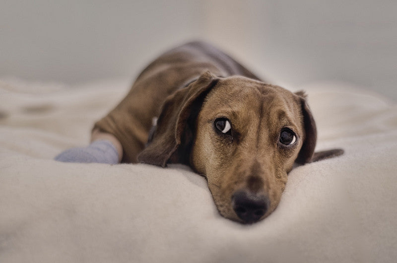 Signs of Post-Traumatic Disorder in Dogs